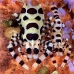 shrimp_coleman_bhr_tam_v_0368_bal6230.jpg